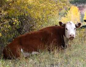 Cow laying on the ground
