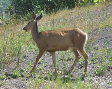 Picture of deer