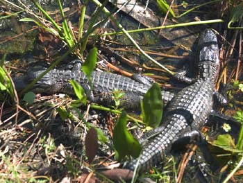 Детеныш аллигатора