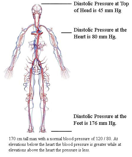 Arteries and Veins within the Human Body