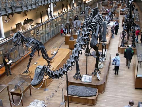 Several dinosaur displays