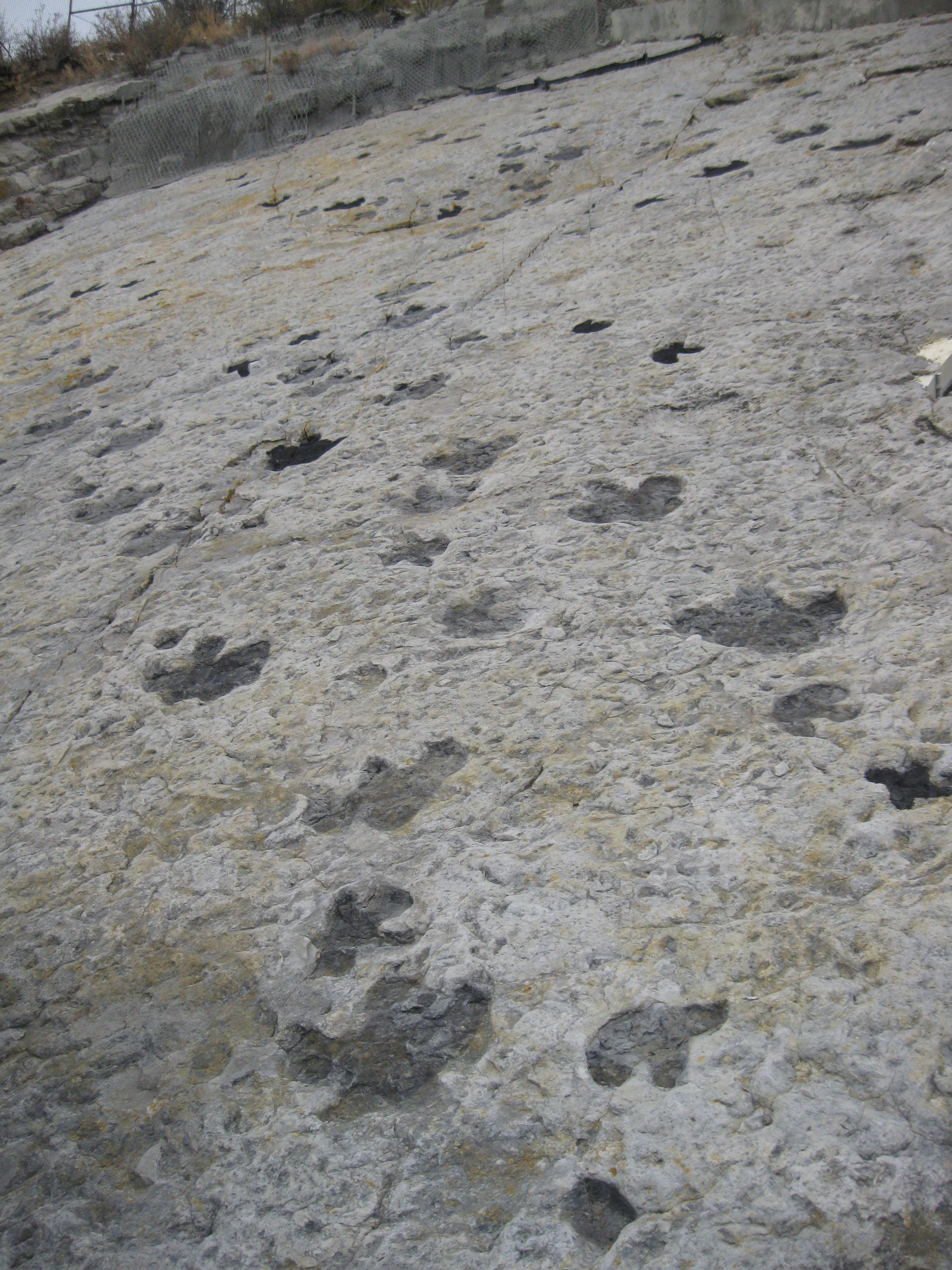 Dinosaur Tracks
