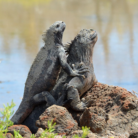 Two of Galapagos marine iguanas