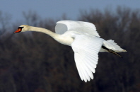 Mute Swan in flight