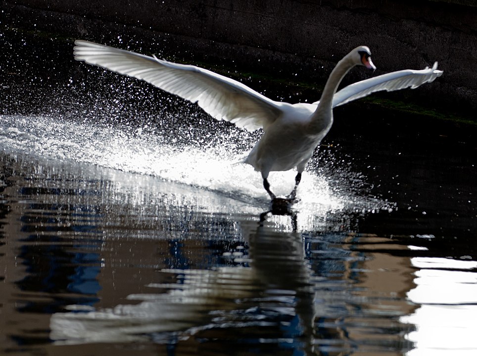Mute Swan Landing in Water