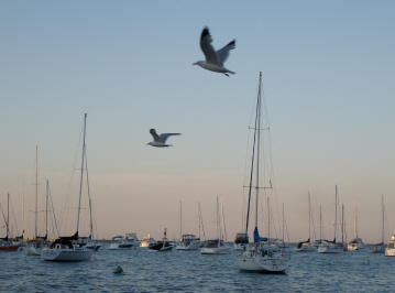 Flying seagulls at the harbor