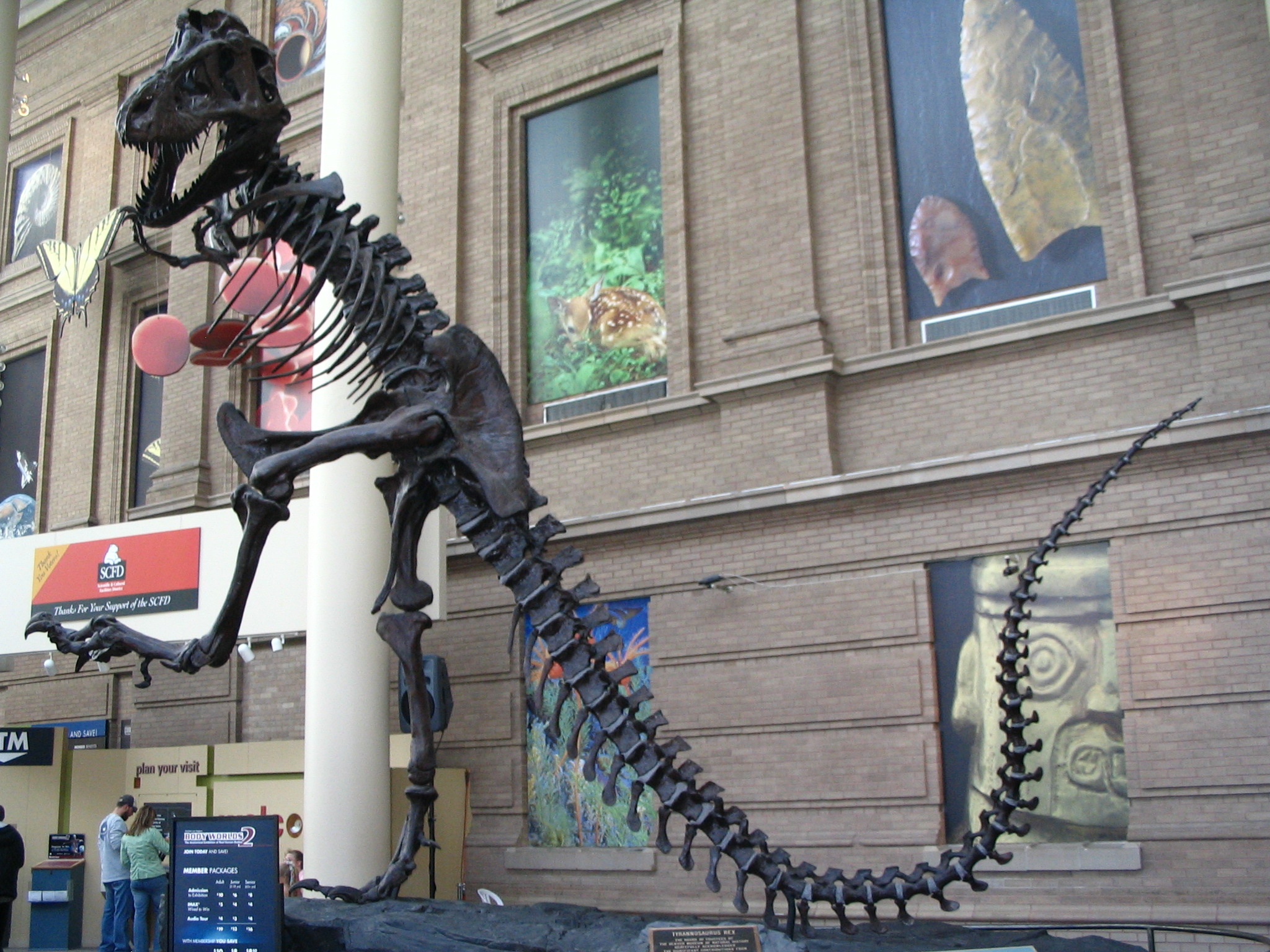 T-Rex skeleton near the entrance of the Denver Museum of Nature & Science