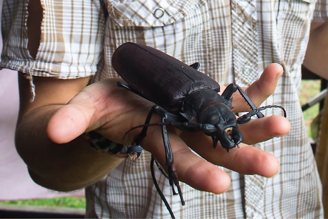 Titan Beetle